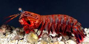 A picture of a red mantis shrimp crawling along the seabed